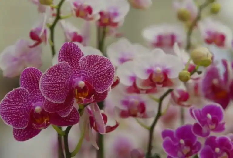 Mundo Orquídeas Colombia a Domicilio