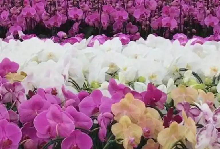 Orquídeas Ross 🌸 a Domicilio