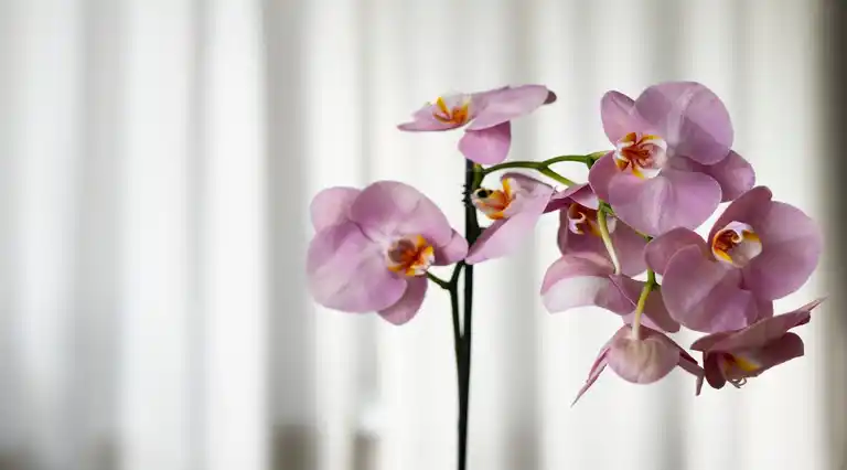 Orquídeas Boutique a Domicilio