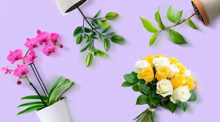  Floristeria Flor Y Ser a Domicilio