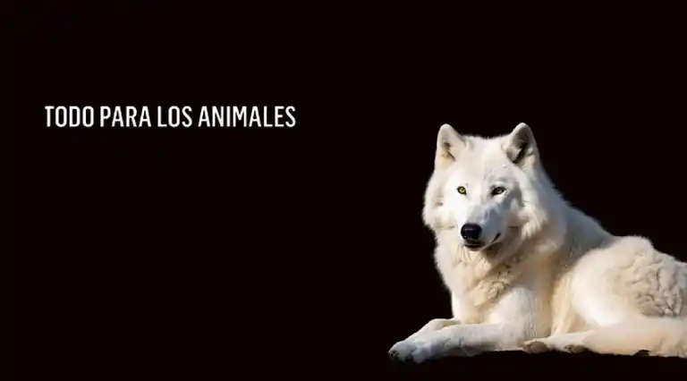 Bestial Animal a Domicilio