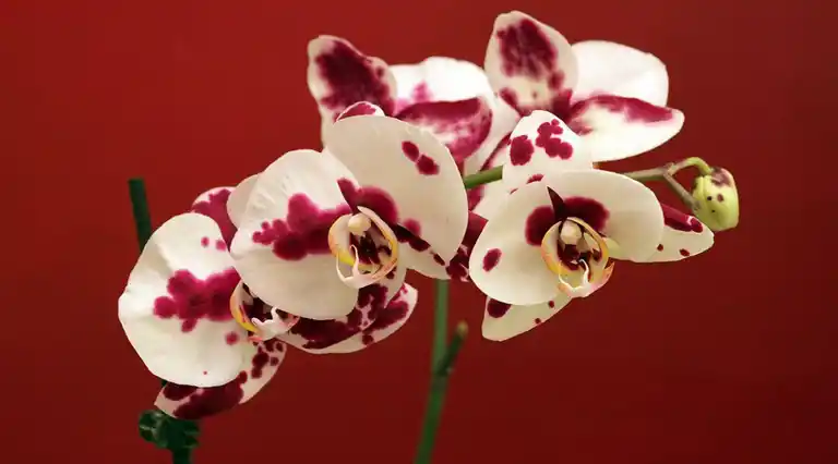 Soló Orquideas a Domicilio