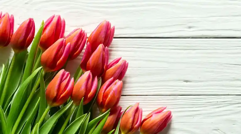 Flores Y Rosas Floria Express a Domicilio