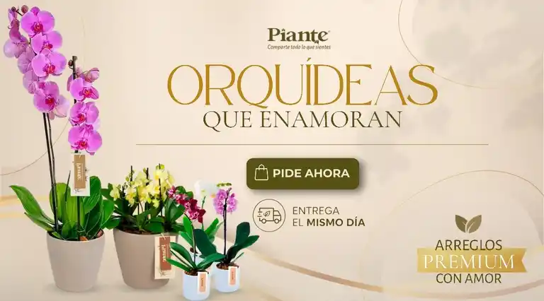 Orquídeas Y Flores Piante a Domicilio